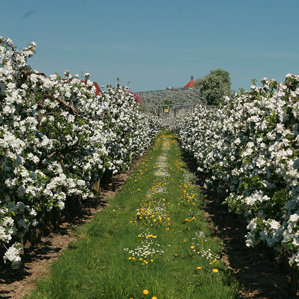 Obstblüte am Bodensee obstbluete
